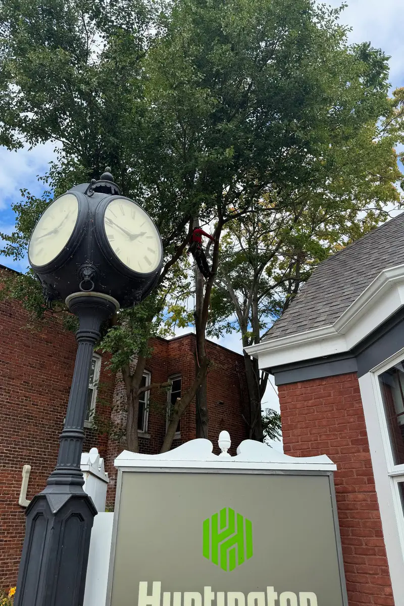 Arborist performing a controlled tree removal above a sidewalk and commercial building in downtown New Baltimore, MI.