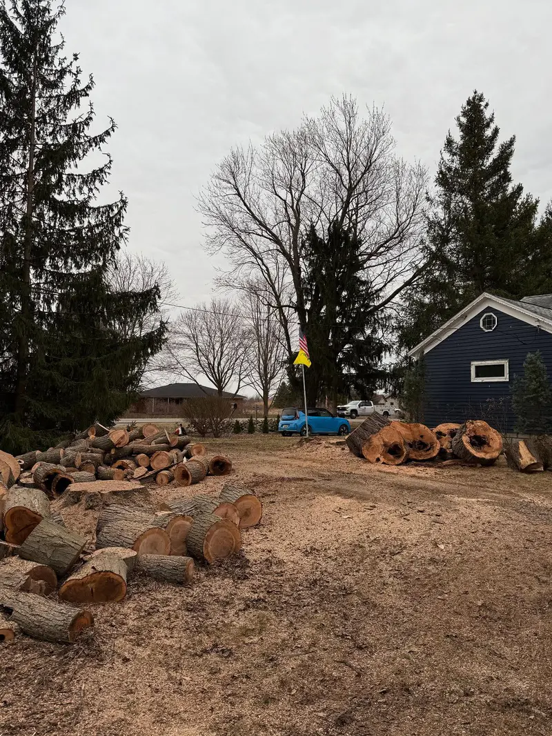 Large sectioned logs from a hollow tree removal job on a residential property in Berlin, Michigan.