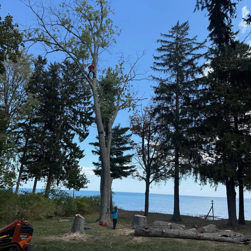 Arborist climbing a tall tree for removal on a Lexington, MI shoreline with a mini skid-steer.